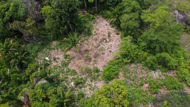 Idúwali, gracias al bosque