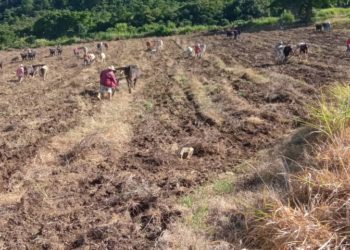 Carlos Pernía: Maduro solo ofrece combustible a los campesinos para que vendan barato
