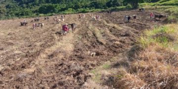 Carlos Pernía: Maduro solo ofrece combustible a los campesinos para que vendan barato
