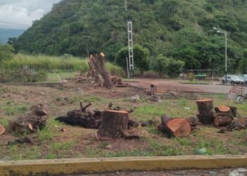 Habitantes de “Caminos de Carvajal” denuncian “tala indiscriminada masiva” de árboles