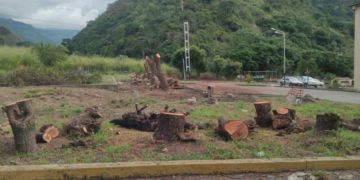 Habitantes de “Caminos de Carvajal” denuncian “tala indiscriminada masiva” de árboles
