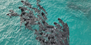 Muere casi un centenar de ballenas piloto que quedaron varadas en Australia