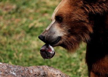 Detectan cambios hormonales en osos pardos provocados por la contaminación ambiental