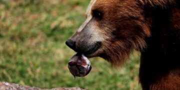 Detectan cambios hormonales en osos pardos provocados por la contaminación ambiental