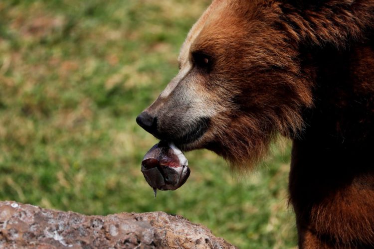 Un oso pardo come helado de frutas, en una fotografía de archivo. EFE/Esteban Biba