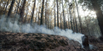 El fuego en Tenerife, aún sin control pero con el perímetro estabilizado en su mayor parte