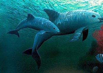 Los sitios patrimonio de la humanidad, «el último bastión» de 20.000 especies amenazadas