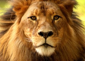 Los leones africanos a un paso de la extinción, tras la desaparición del 90% de ejemplares