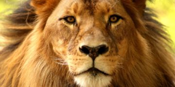 Los leones africanos a un paso de la extinción, tras la desaparición del 90% de ejemplares