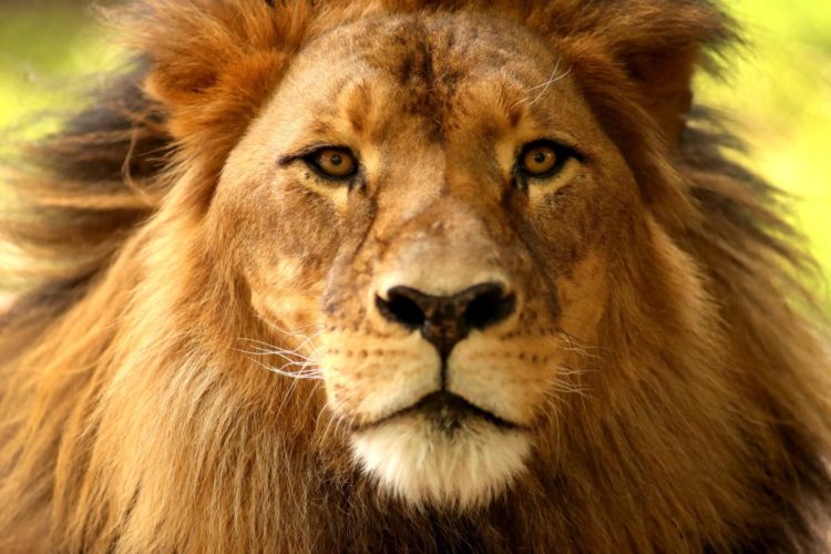 Un león africanoEFE/ Kelly Barnes PROHIBIDO SU USO EN AUSTRALIA Y NUEVA ZELANDA[PROHIBIDO SU USO EN AUSTRALIA Y NUEVA ZELANDA]
