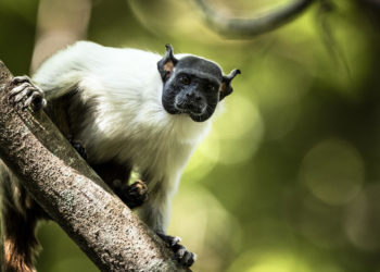 El primate más amenazado de la Amazonía se ahoga ante el avance de la ciudad