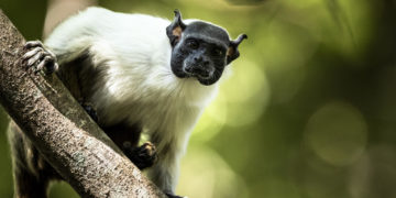 El primate más amenazado de la Amazonía se ahoga ante el avance de la ciudad