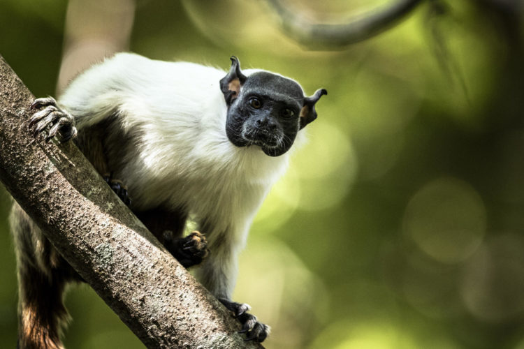 Fotografía de un mono de la especie tamarino calvo (Saguinis bicolor) dentro del área de protección ambiental Floresta Manaos, el 26 de julio de 2023, en Manaos (Brasil). EFE/ Raphael Alves