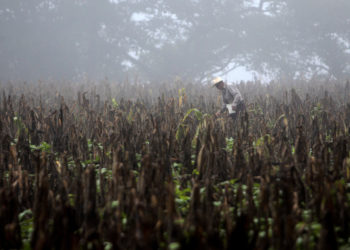 EL Niño puede aumentar la malnutrición y las epidemias en Latinoamérica, advierte la OMS