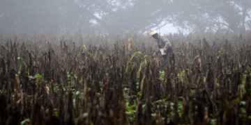 EL Niño puede aumentar la malnutrición y las epidemias en Latinoamérica, advierte la OMS