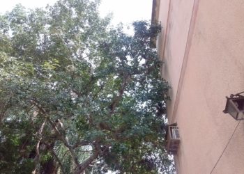 Ramas de árboles perjudican apartamentos en los bloques de Bella Vista