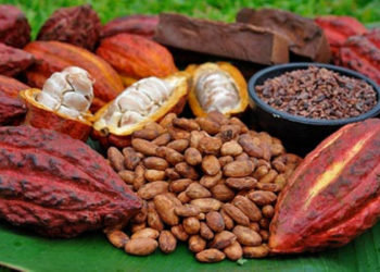 El gran cacao en tierras trujillanas