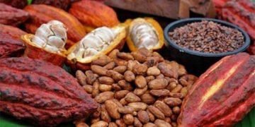 El gran cacao en tierras trujillanas