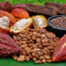 El gran cacao en tierras trujillanas