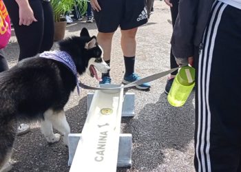 Táchira | Las mascotas que peregrinaron también fueron atendidas 