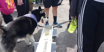 Táchira | Las mascotas que peregrinaron también fueron atendidas 