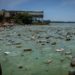 En La Ceiba recolectan 500 kilos de desechos del Lago de Maracaibo