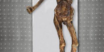 Ötzi, el Hombre de los Hielos, tenía la piel y los ojos oscuros y era posiblemente calvo
