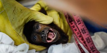 Un mono aullador víctima del tráfico ilegal recupera su movilidad al ser rescatado en Colombia