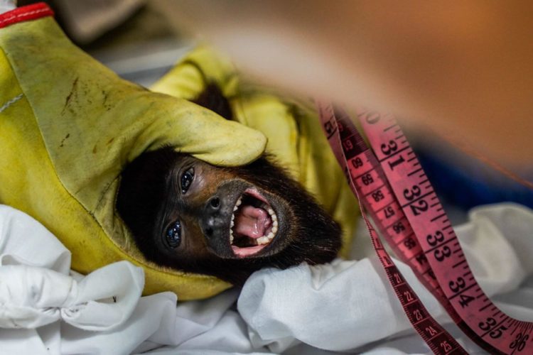 Fotografía cedida hoy por Cormacarena que muestra a un mono aullador mientras recibe atención veterinaria en San Martín, Meta (Colombia). EFE/ Cormacarena