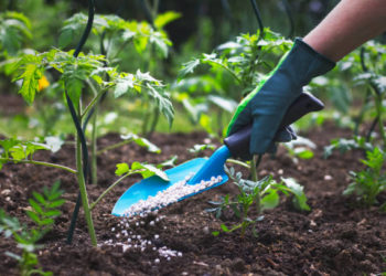 FERTILIZANTES y producción agropecuaria | Por Isaías  Márquez