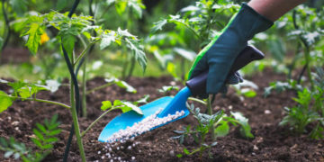 FERTILIZANTES y producción agropecuaria | Por Isaías  Márquez