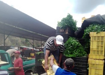 Sigesai, un sistema burocrático para emisión de guías de movilización al que deben enfrentarse agroproductores 