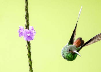El sur de Costa Rica, la zona que alberga santuarios para ballenas y cientos de aves