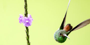 El sur de Costa Rica, la zona que alberga santuarios para ballenas y cientos de aves