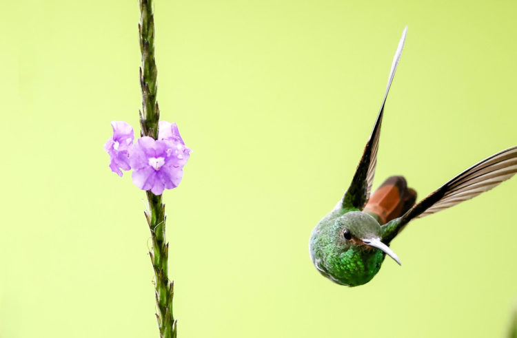 Fotografía que muestra un colibrí, el 27 de agosto de 2023, en la zona de San Vito de Cotobrus (Costa Rica). EFE/Jeffrey Arguedas