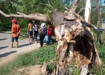Muere joven de 19 años al caerle árbol encima en el municipio Sucre