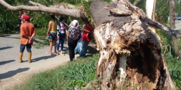 Muere joven de 19 años al caerle árbol encima en el municipio Sucre