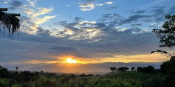 El cacao gana terreno en el Eje cafetero colombiano ante la precaria situación del café