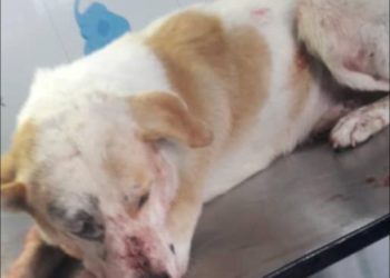 Continúan los casos de maltrato animal en Boconó