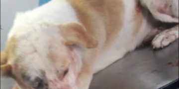 Continúan los casos de maltrato animal en Boconó