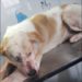 Continúan los casos de maltrato animal en Boconó