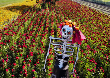 Sembradores de México esperan que el Día de Muertos les ayude a sobrevivir la sequía
