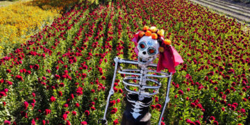 Sembradores de México esperan que el Día de Muertos les ayude a sobrevivir la sequía