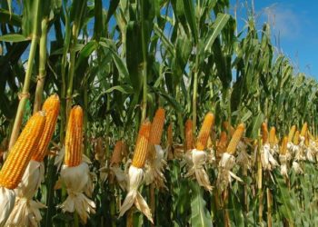 Cortes eléctricos ponen en jaque la operatividad del sector agroindustrial de Venezuela