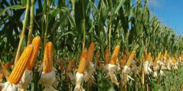 Cortes eléctricos ponen en jaque la operatividad del sector agroindustrial de Venezuela