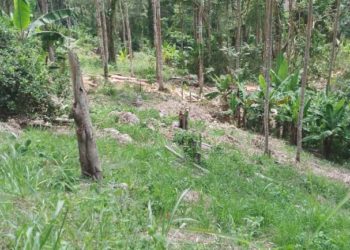 Ecocidio en la Cuchilla del Niño en Zea
