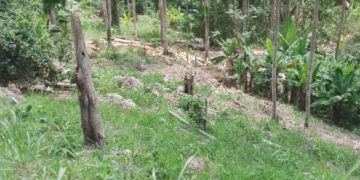 Ecocidio en la Cuchilla del Niño en Zea