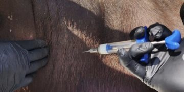 Productores y gobierno regional impulsan la 2da Campaña de vacunación de ganado vacuno contra la fiebre aftosa de 2023