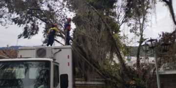 Árbol cayó sobre el Teatro Móvil de la ULA instalado en Camiula para la Caminata Rosa