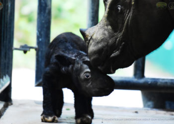 El nacimiento de 2 rinocerontes de Sumatra en 2023 da esperanzas a la especie en extinción